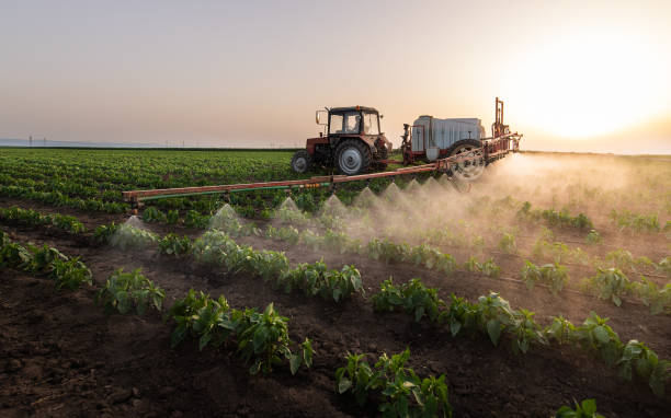 Insect Control in Thornton, CO